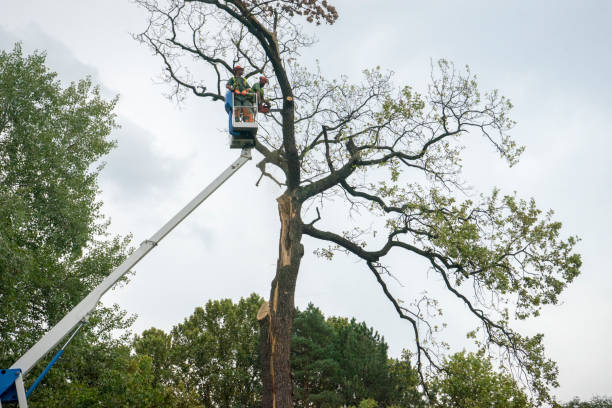 Trusted Ballston Spa, NY Tree Services Experts