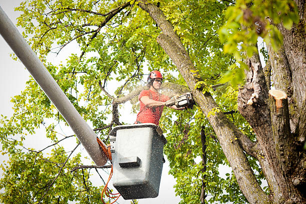 How Our Tree Care Process Works  in Ballston Spa, NY